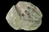 Fossil Crinoid (Eucalyptocrinites) Crown - Indiana #135582-1